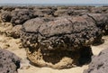 Stromatolite Royalty Free Stock Photo